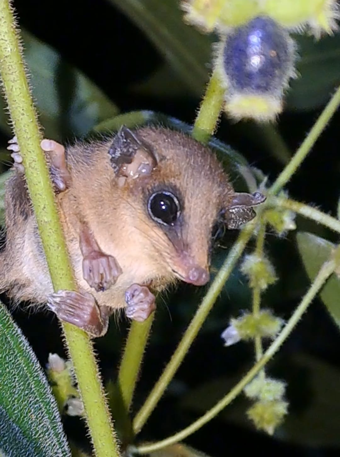 Bat seen during a Costa Rica rainforest night walk