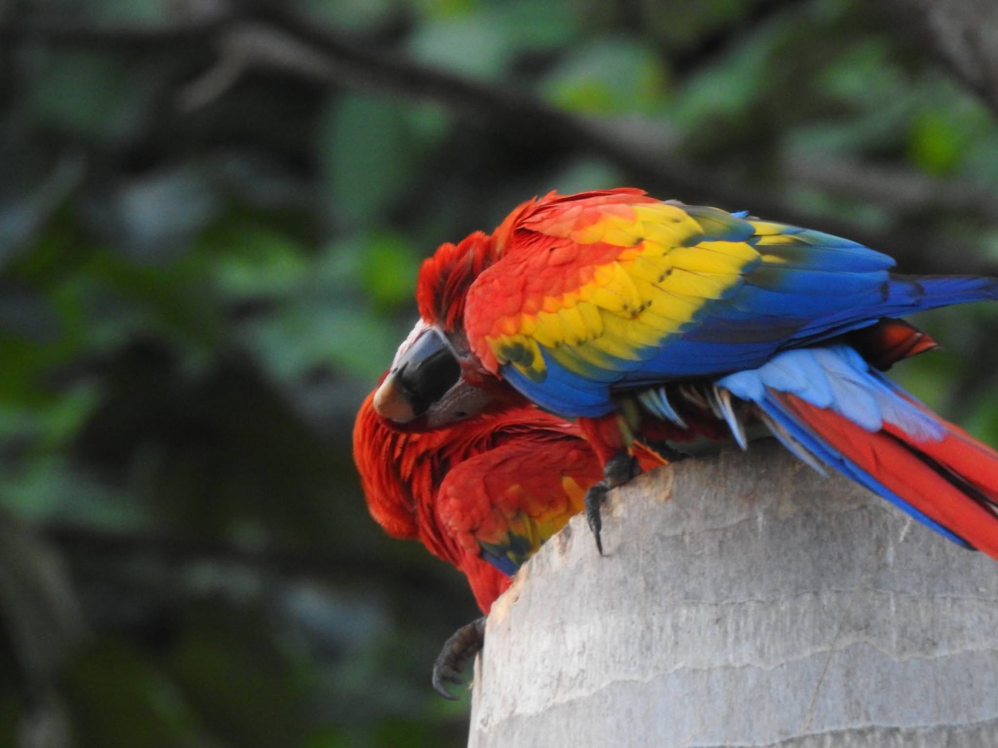Tropical bird in the Costa Rica rainforest