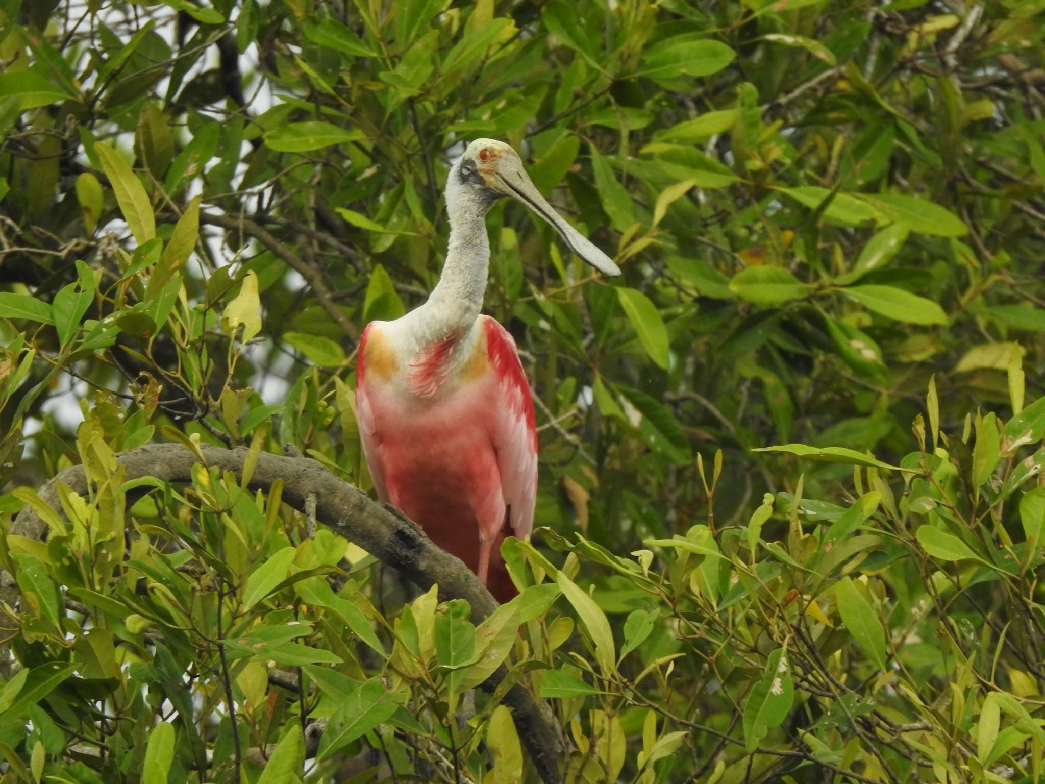 Rainforest bird in Costa Rica