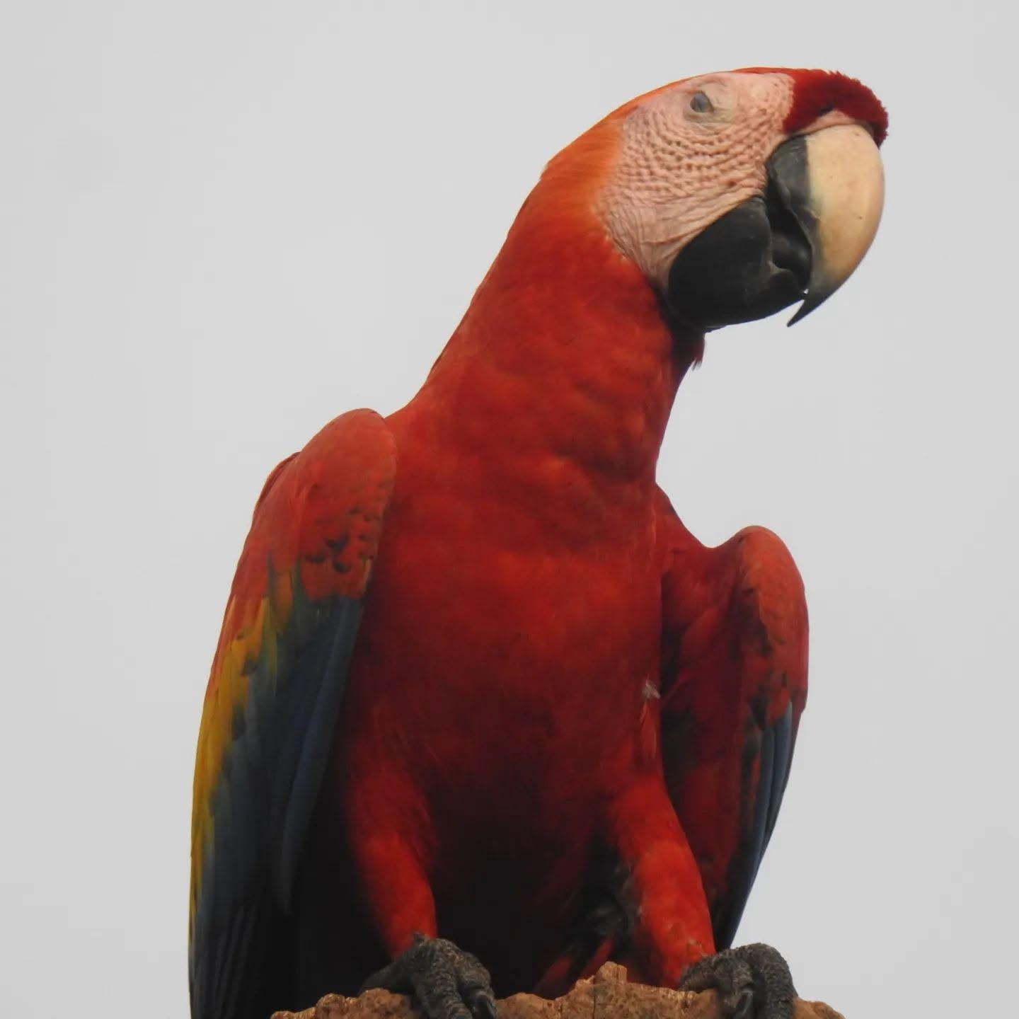 Tropical bird in Costa Rica