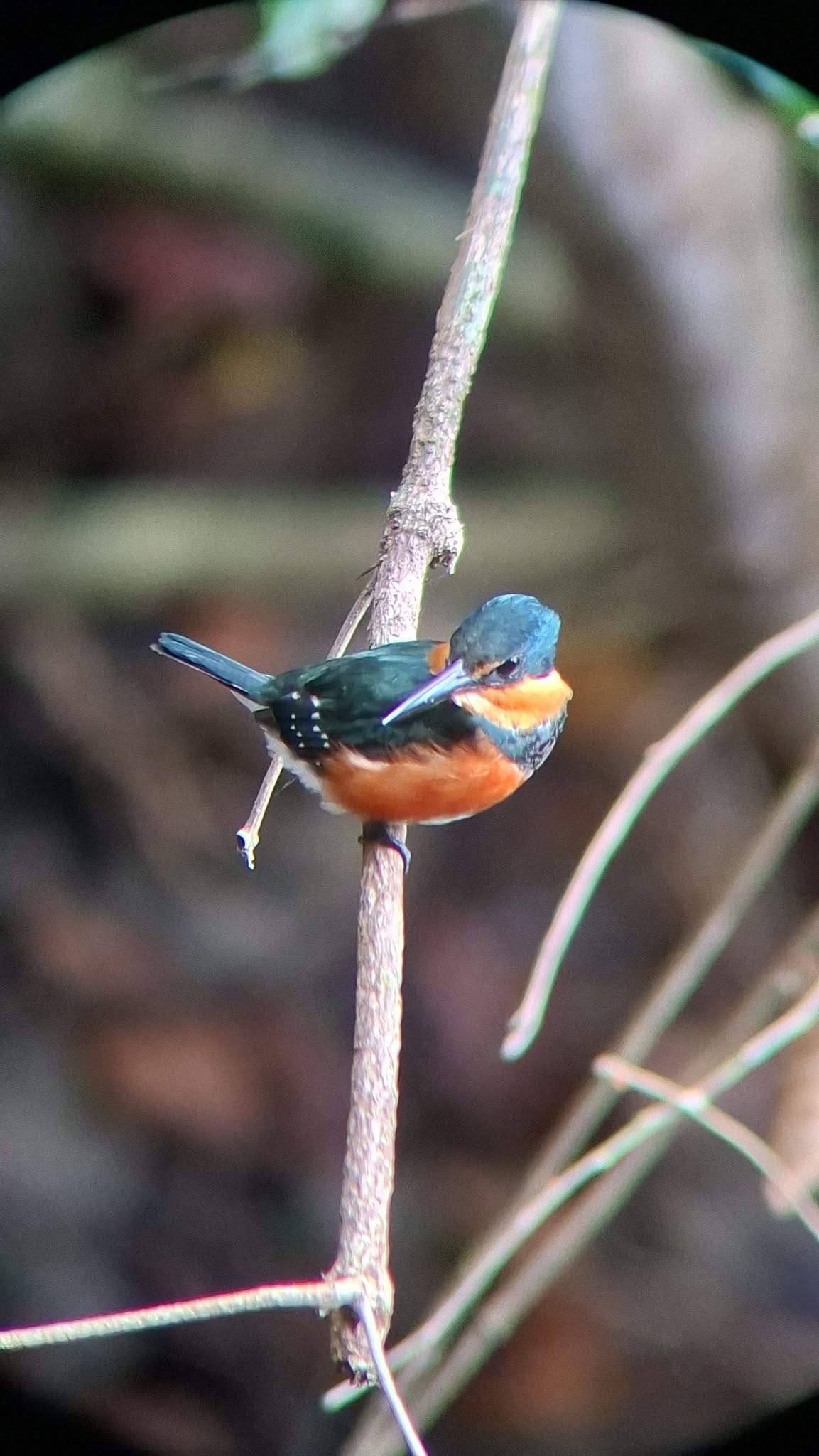 Colorful bird in the Costa Rica rainforest