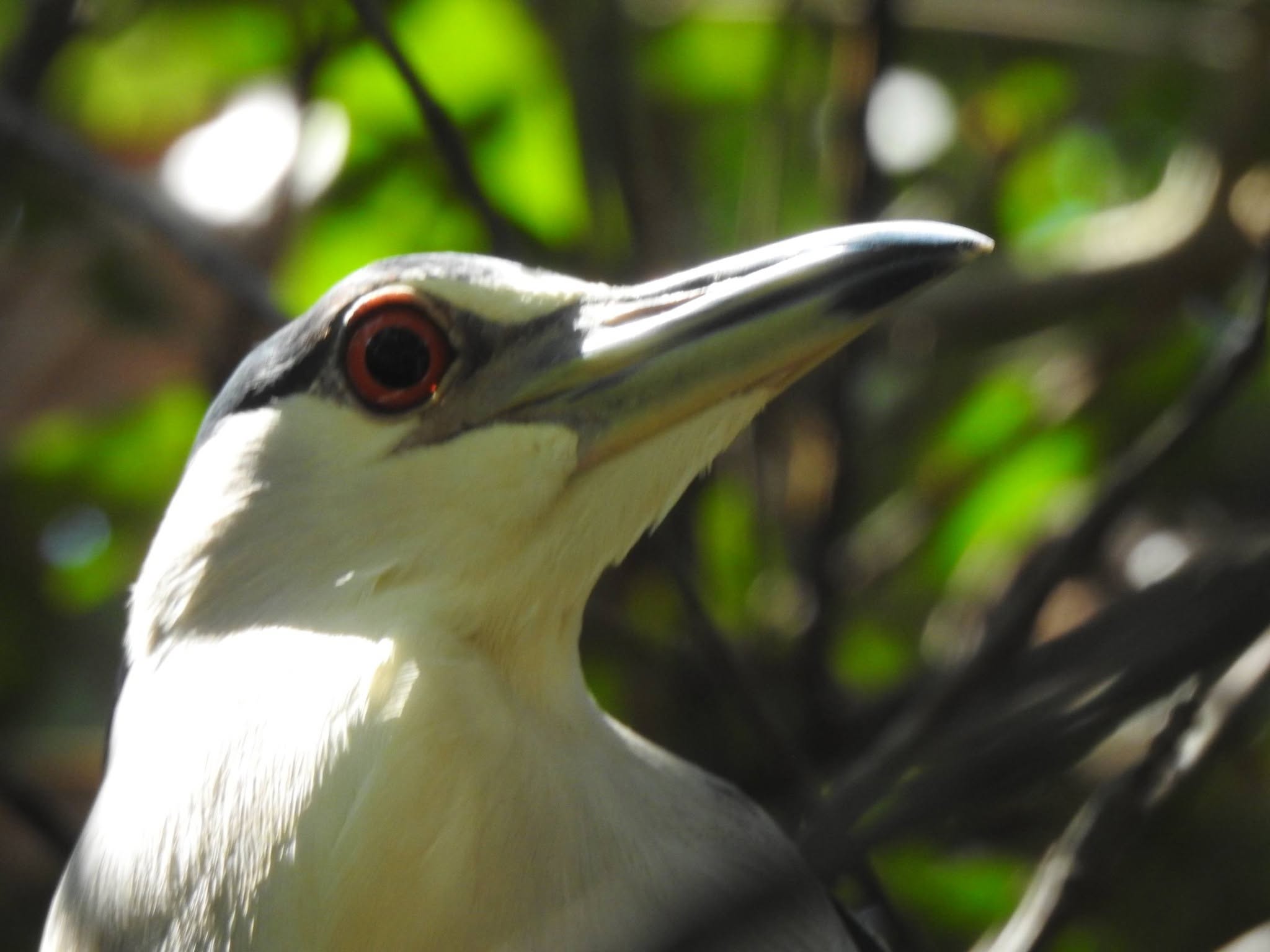 Rainforest bird in Costa Rica