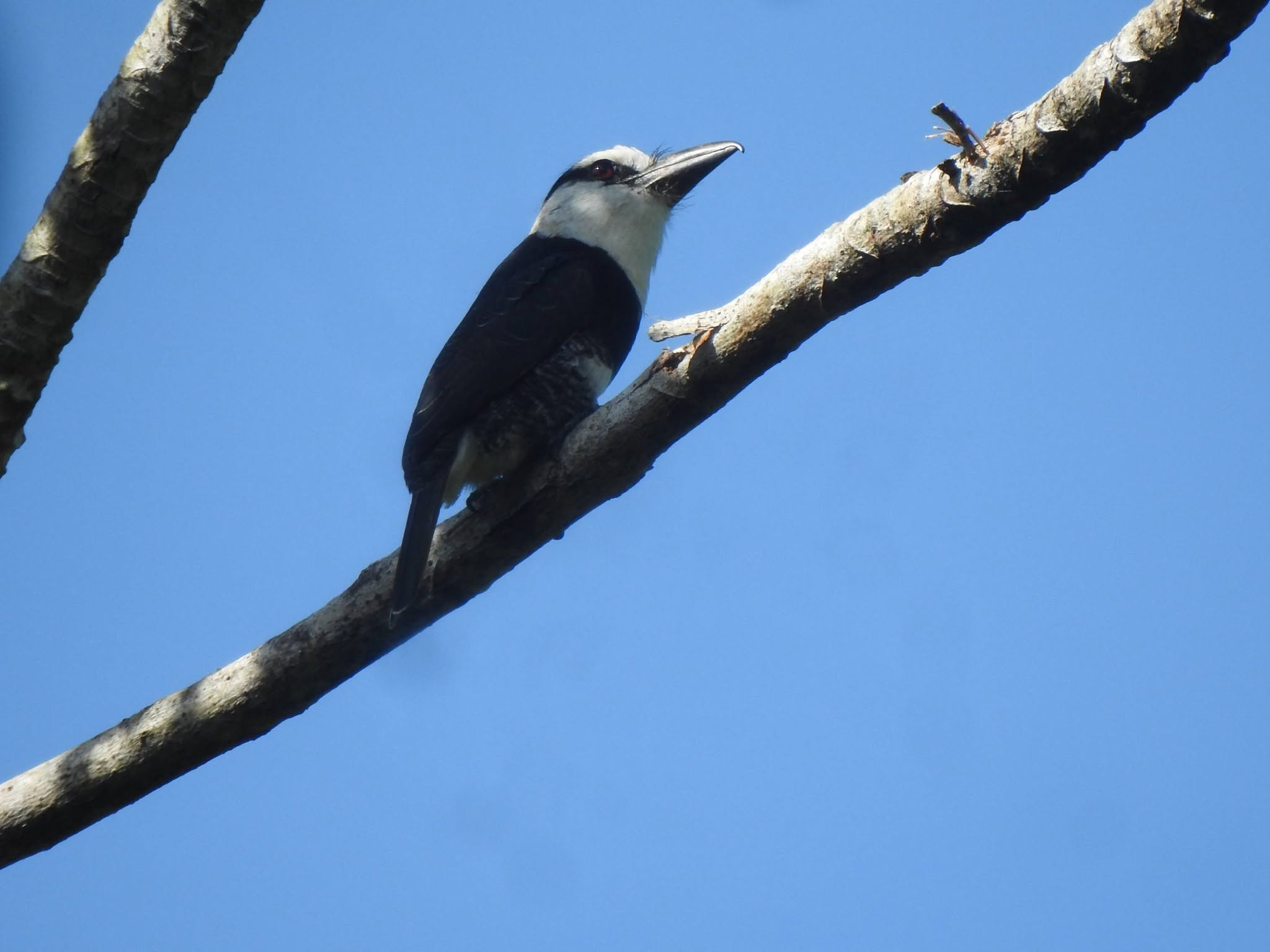 Bird perched in tropical habitat