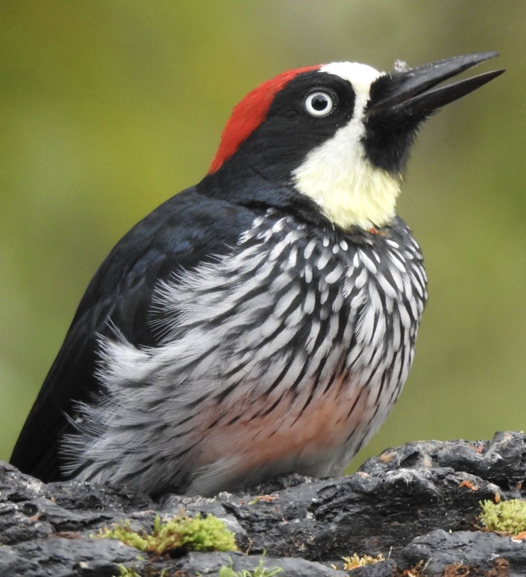 Costa Rica birdwatching sighting
