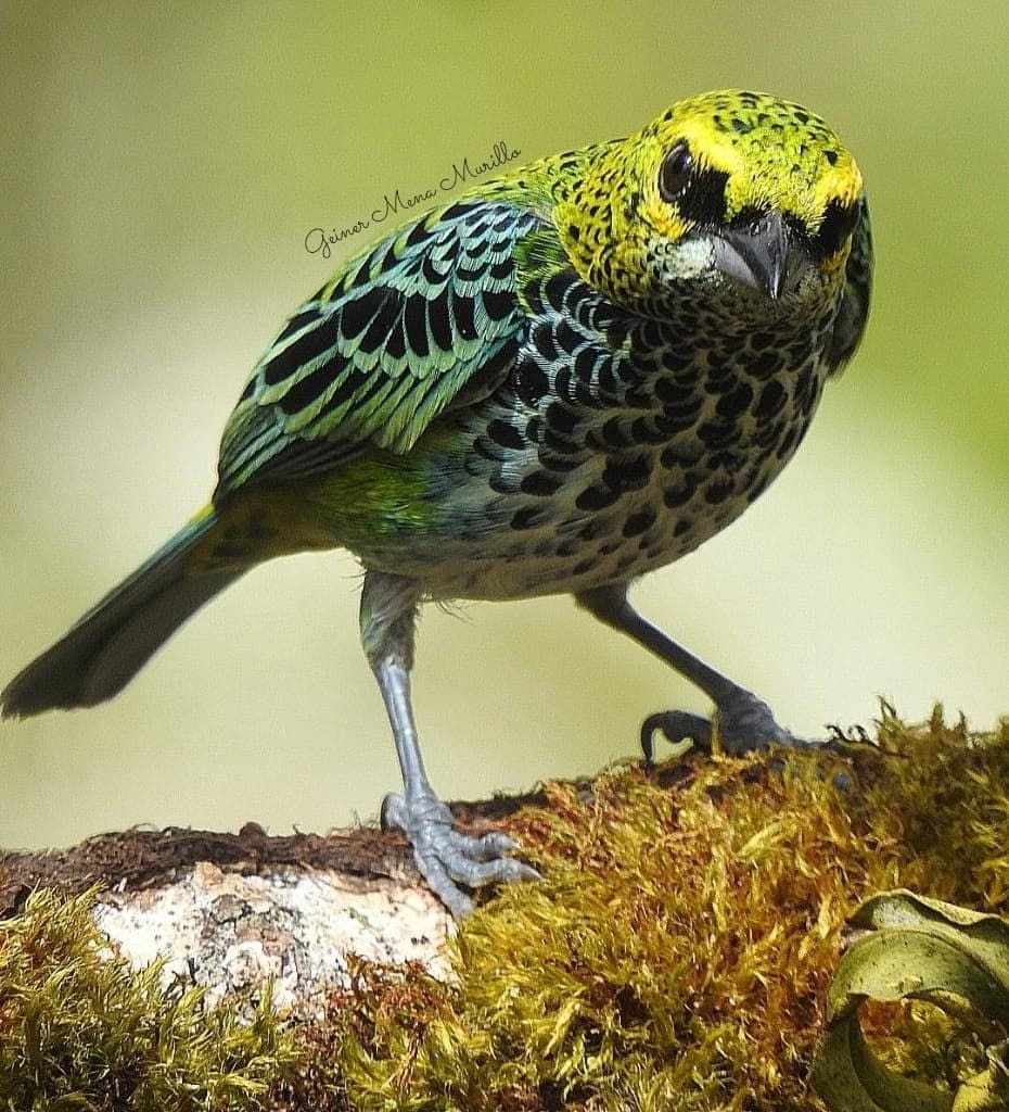 Tropical bird seen in Costa Rica