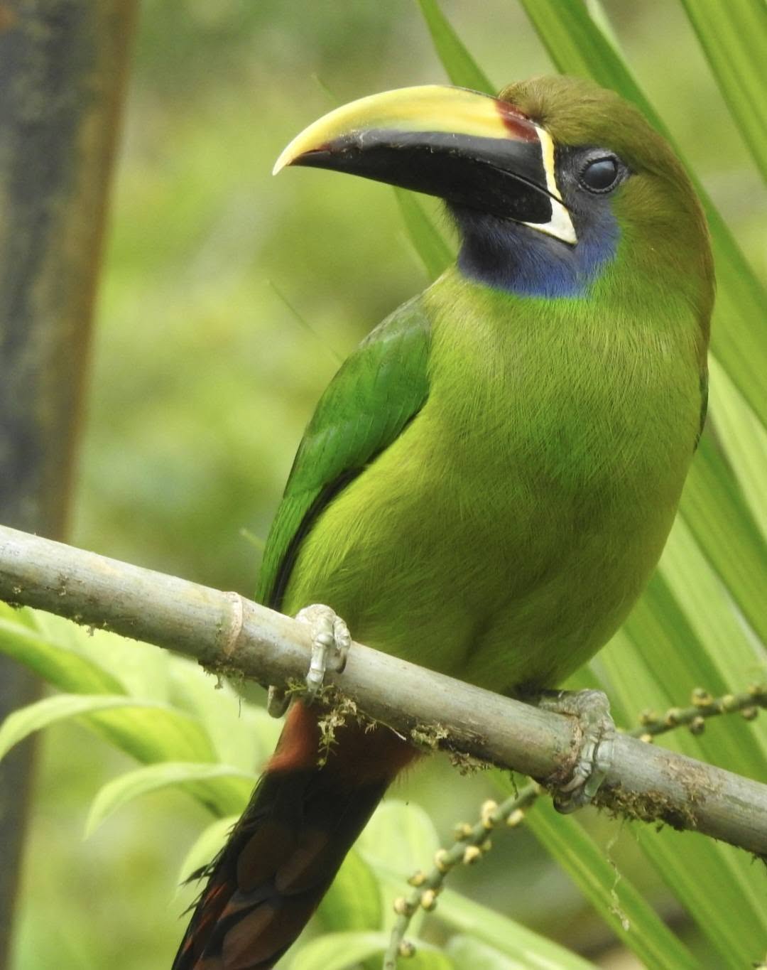 Bird in the rainforest canopy