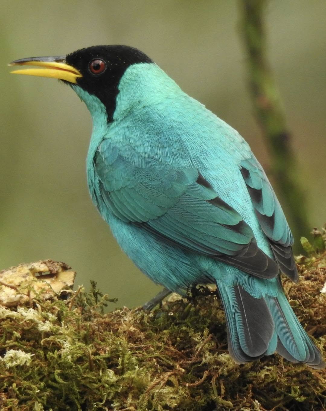 Colorful Costa Rica bird
