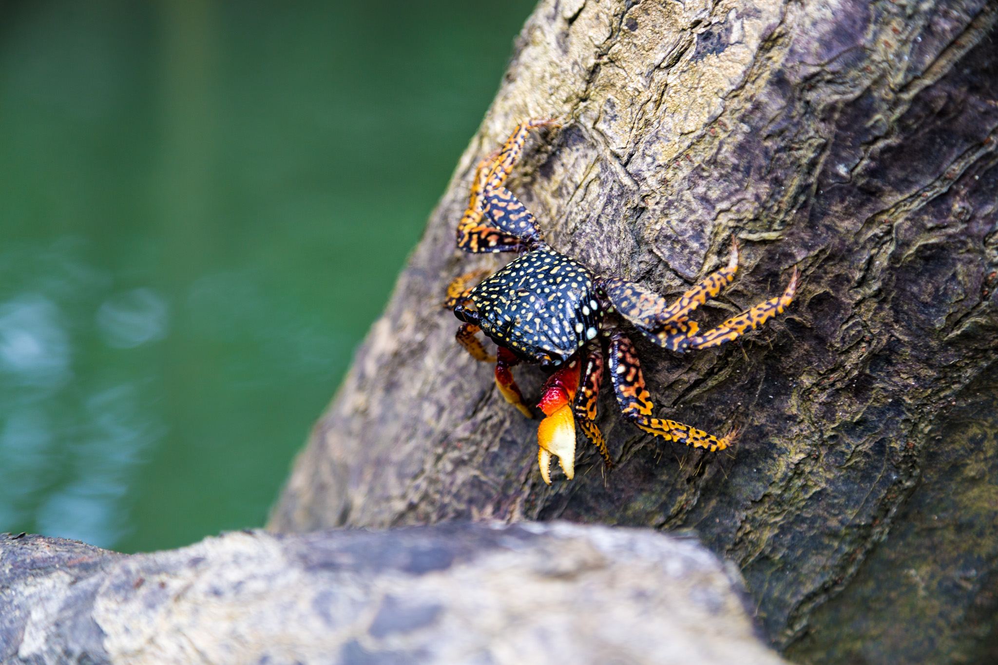 Colorful crab climbing through the mangrove habitat