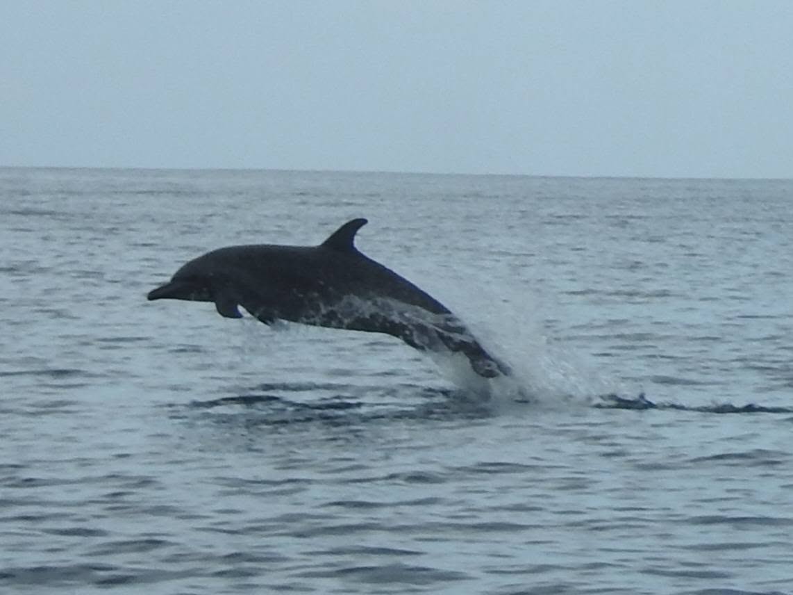 Dolphin swimming off the Pacific coast of Costa Rica