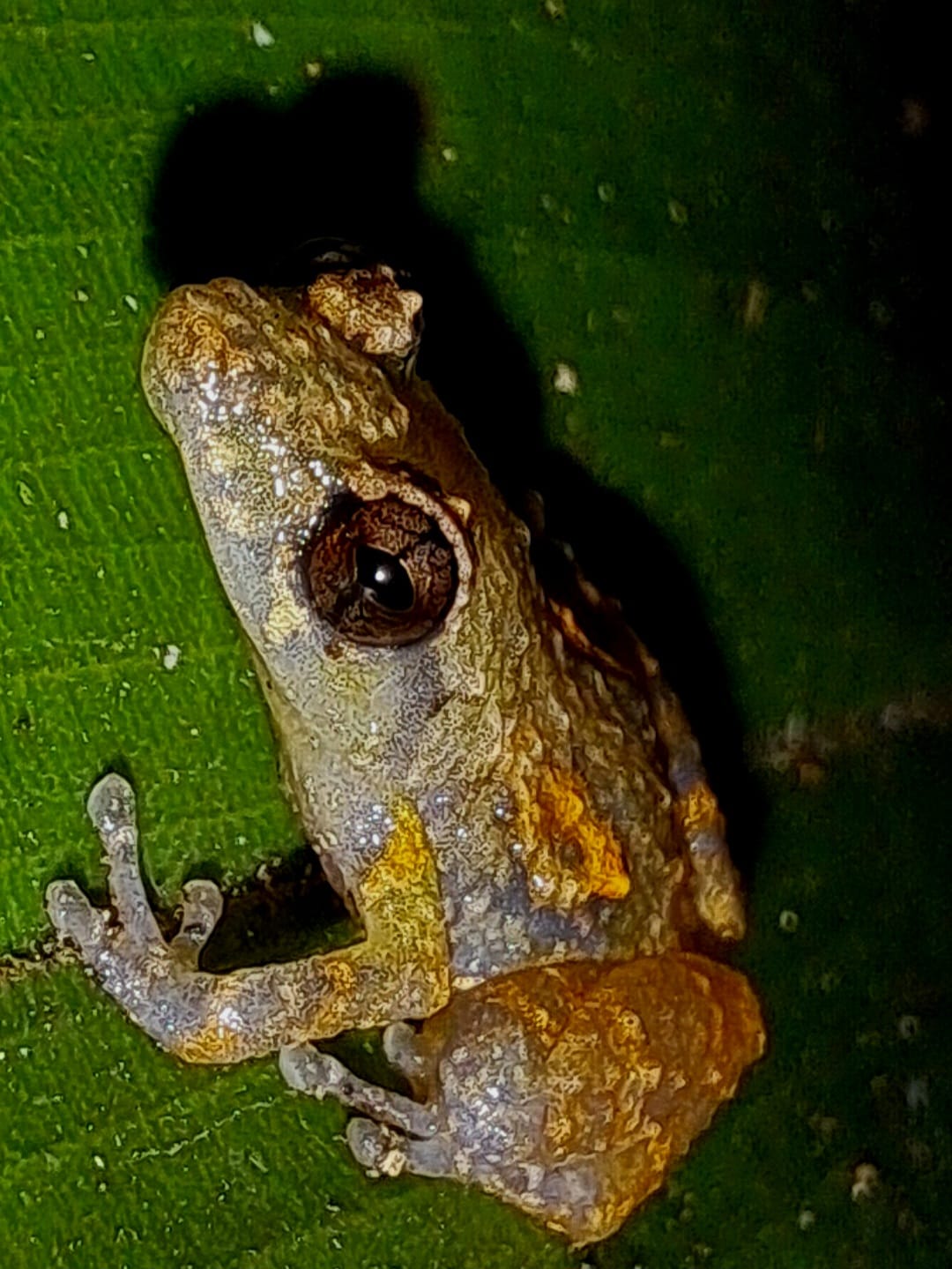 Frog seen in the Costa Rica rainforest at night