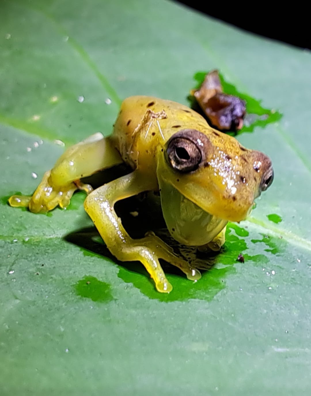 Rainforest frog seen during a guided night walk