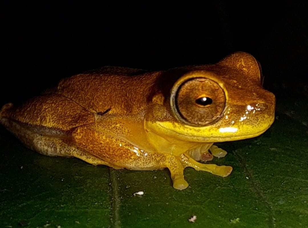 Tropical frog seen after dark in Costa Rica