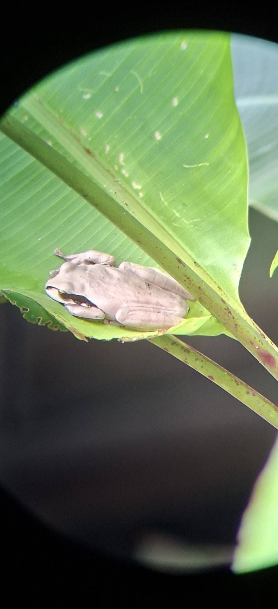 Frog photographed during a Costa Rica night walk