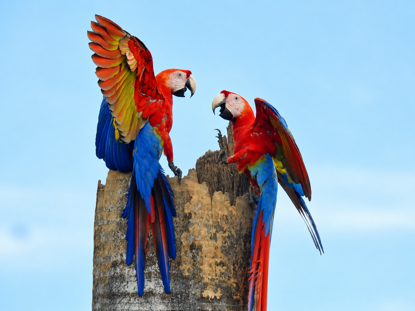 macaws2