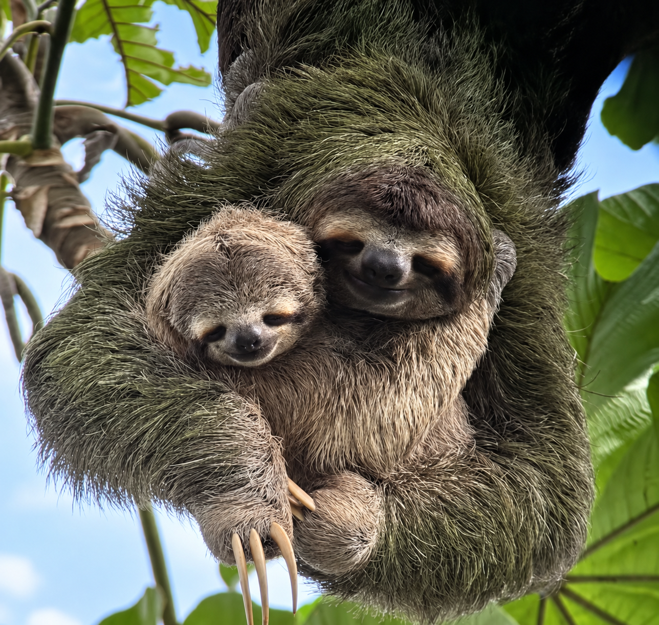 Mother sloth holding her baby in Manuel Antonio National Park