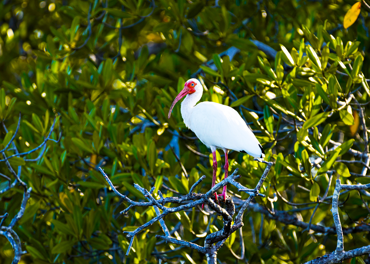 Tropical bird in the Costa Rica mangroves