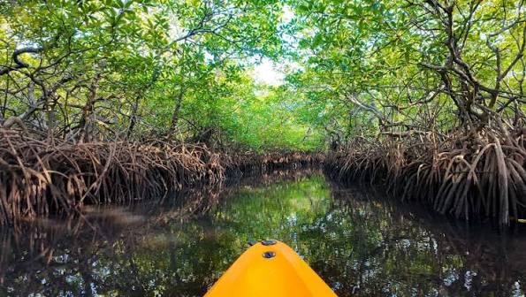 Kayaking through the mangroves in Costa Rica