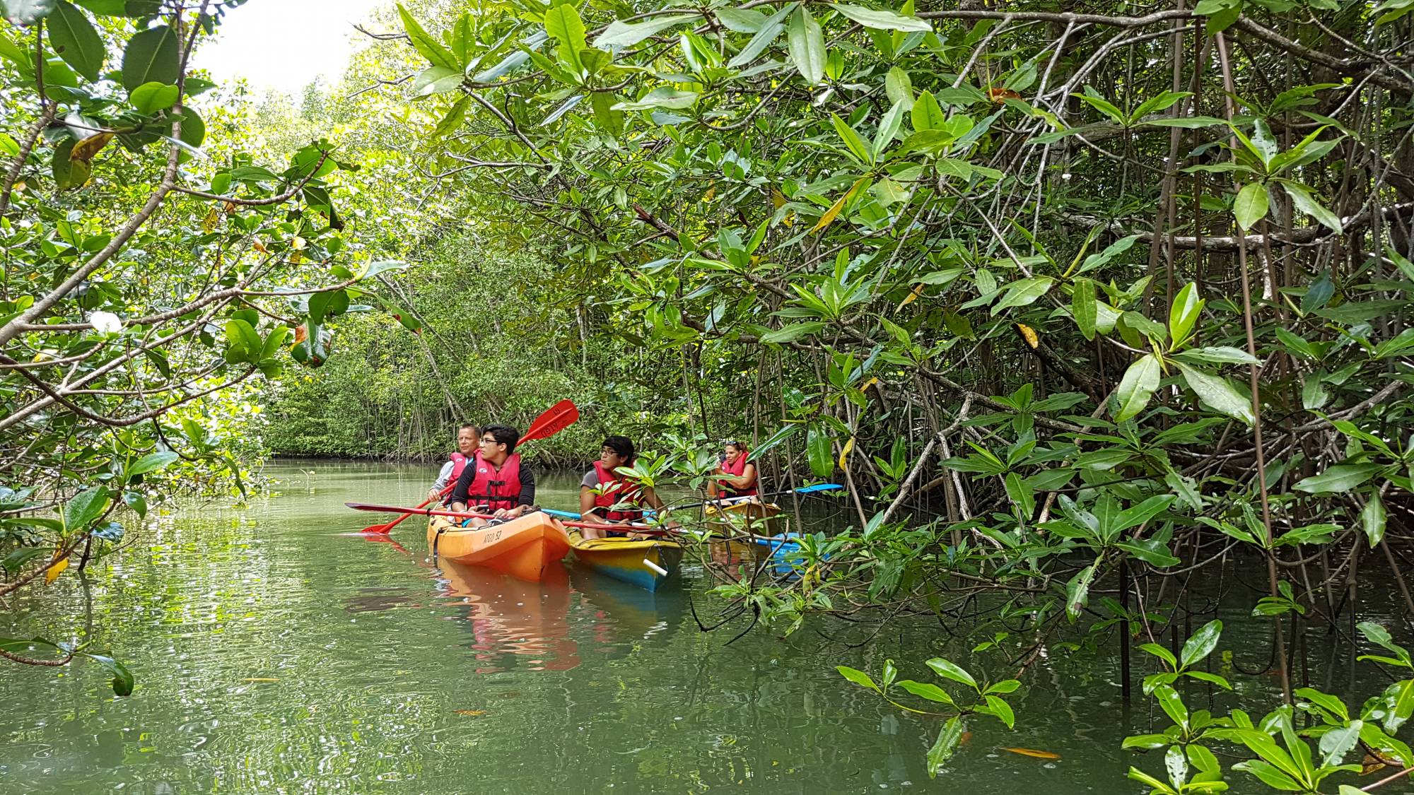 Exploring the mangrove waterways by kayak