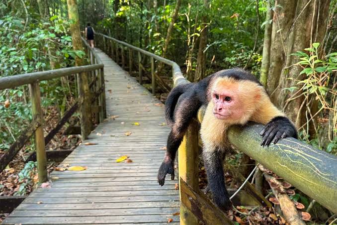 Capuchin monkey in Manuel Antonio National Park