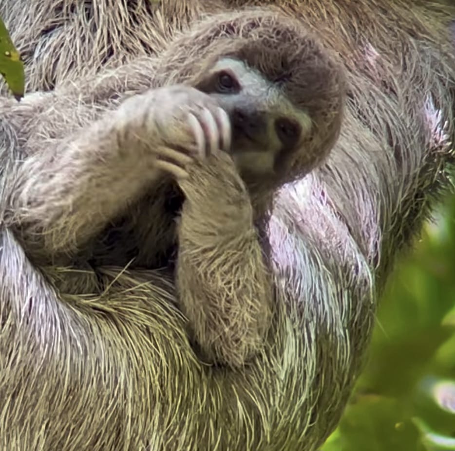 manuel antonio2