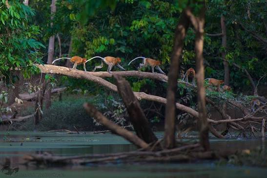 Monkeys moving through trees beside the mangrove waterways