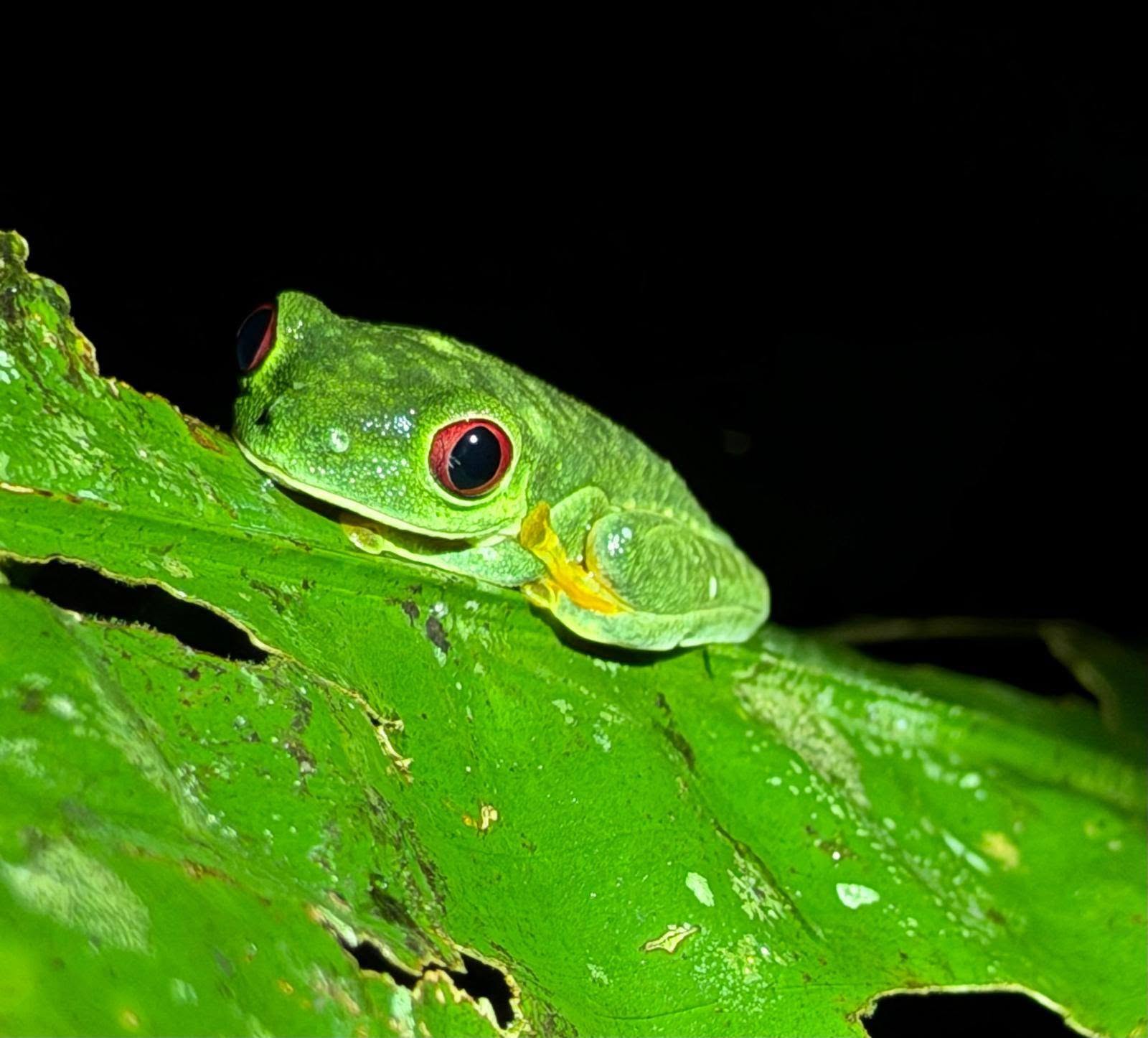 Tree frog seen during a Costa Rica night walk
