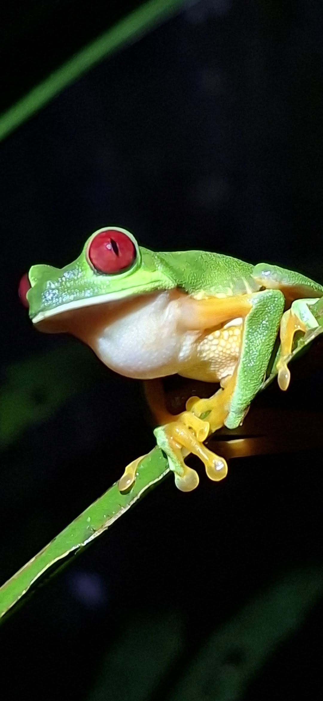 Colorful frog seen during a Costa Rica night walk