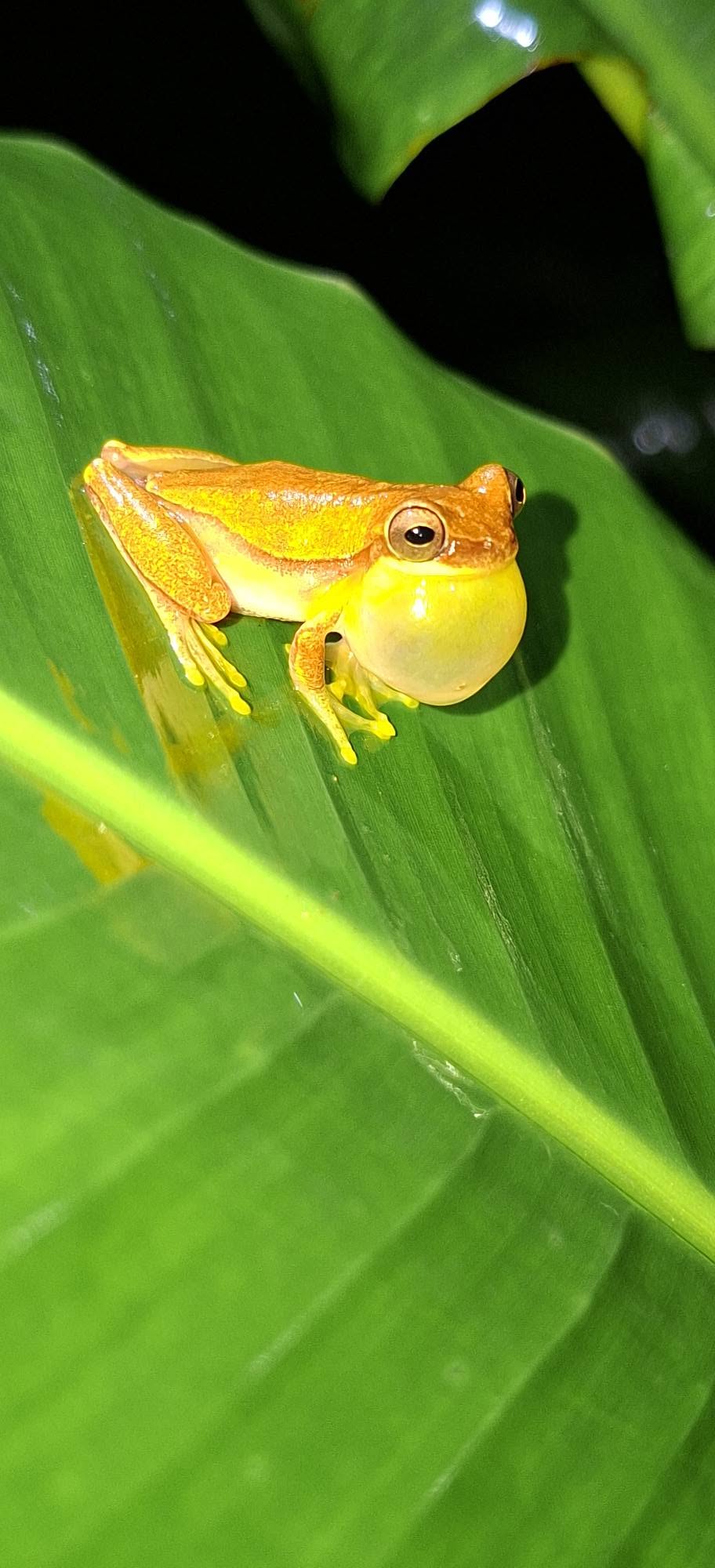 Green tree frog seen at night in Costa Rica