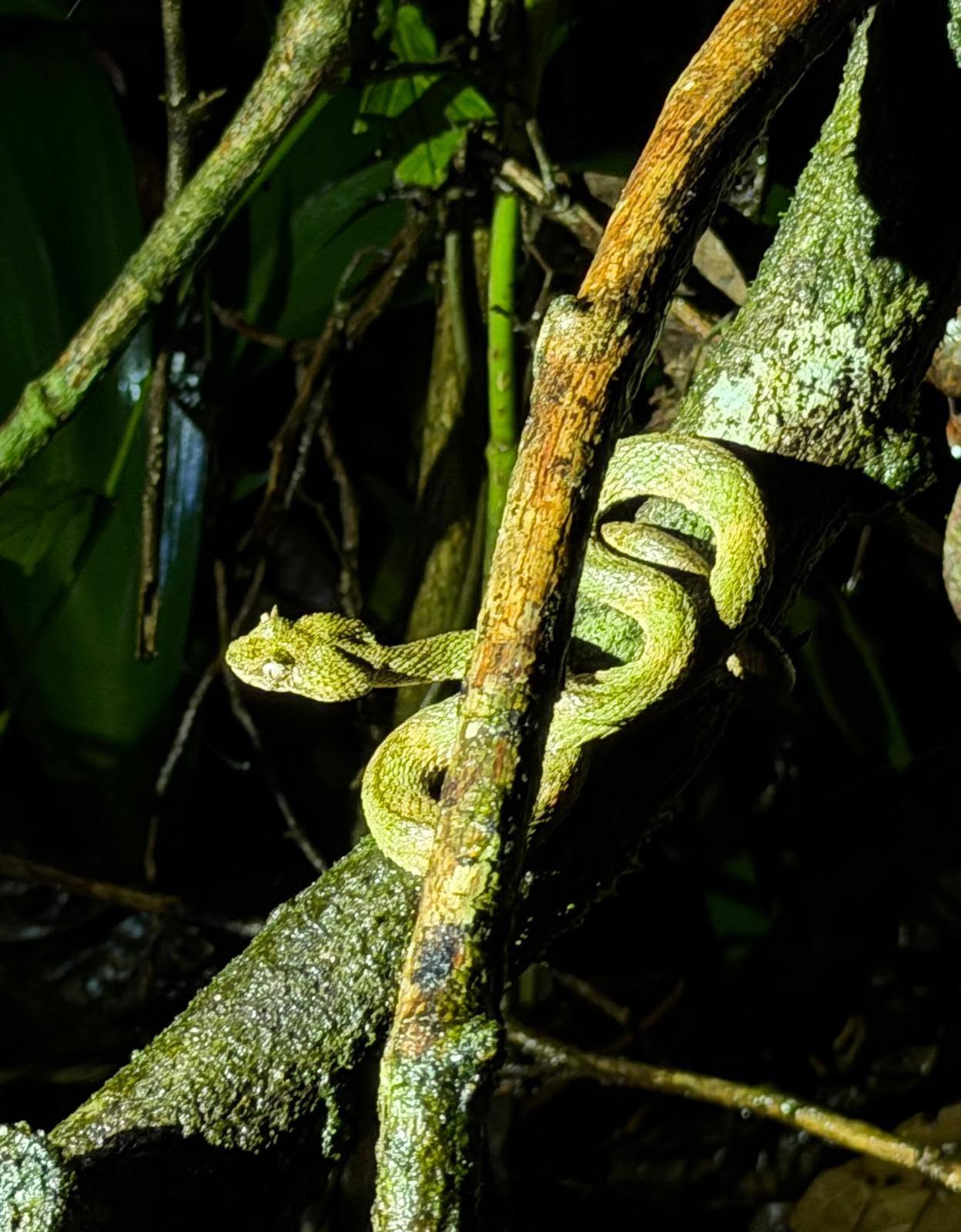 Snake seen during a Costa Rica rainforest night walk