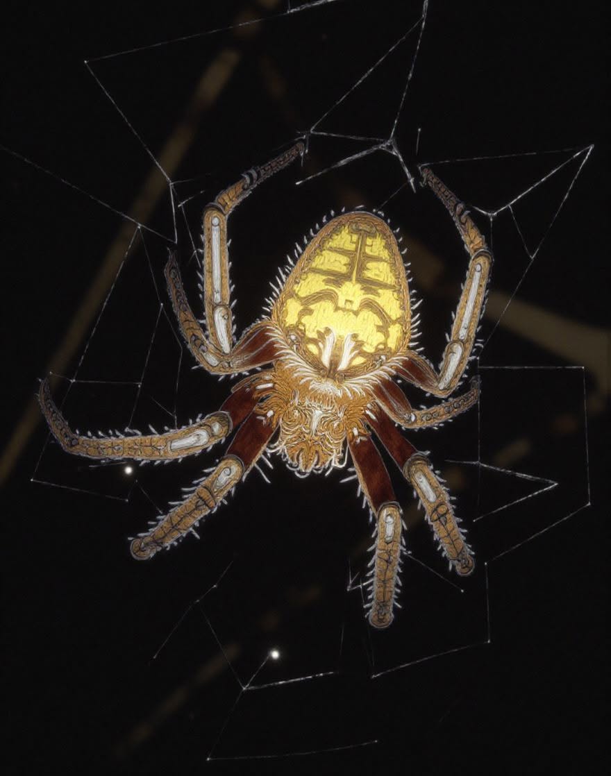 Spider discovered during a Costa Rica night walk