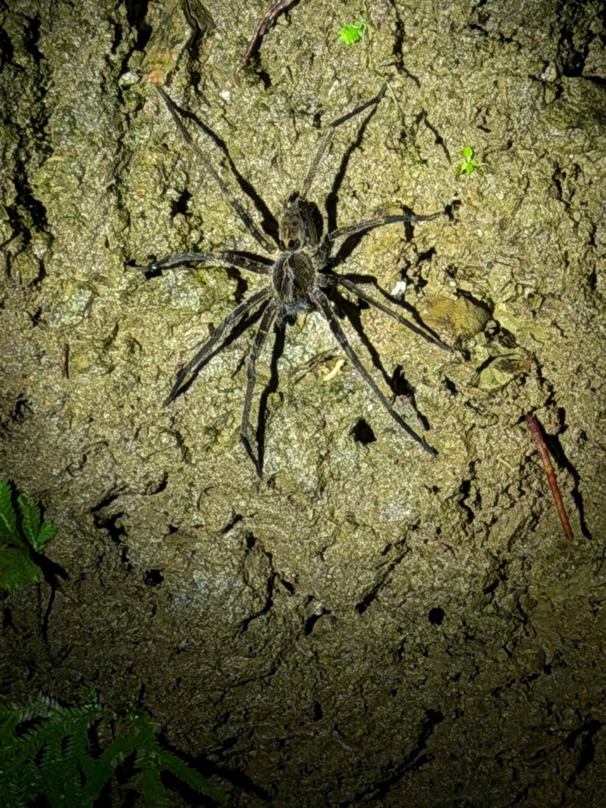 Spider seen during a Costa Rica rainforest night walk
