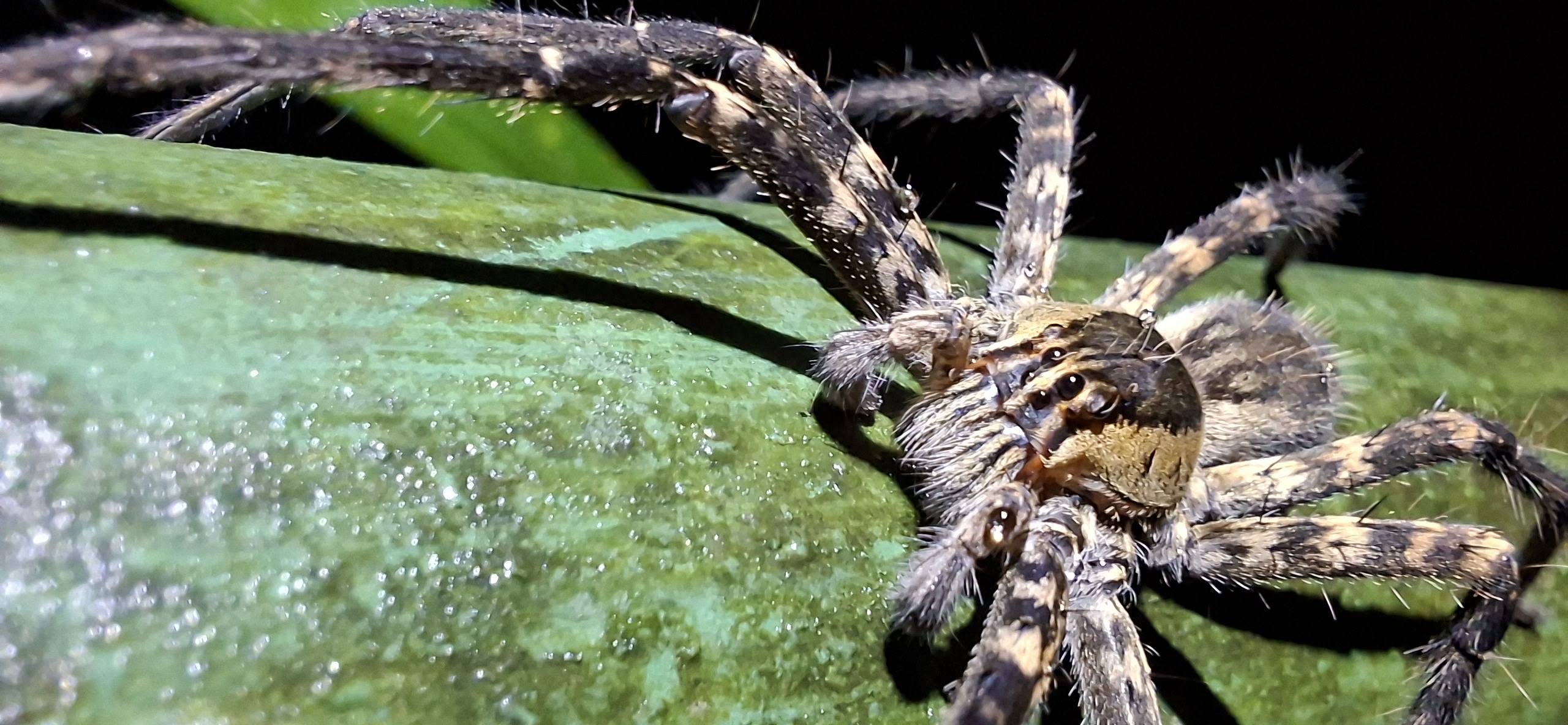 Rainforest spider seen at night in Costa Rica