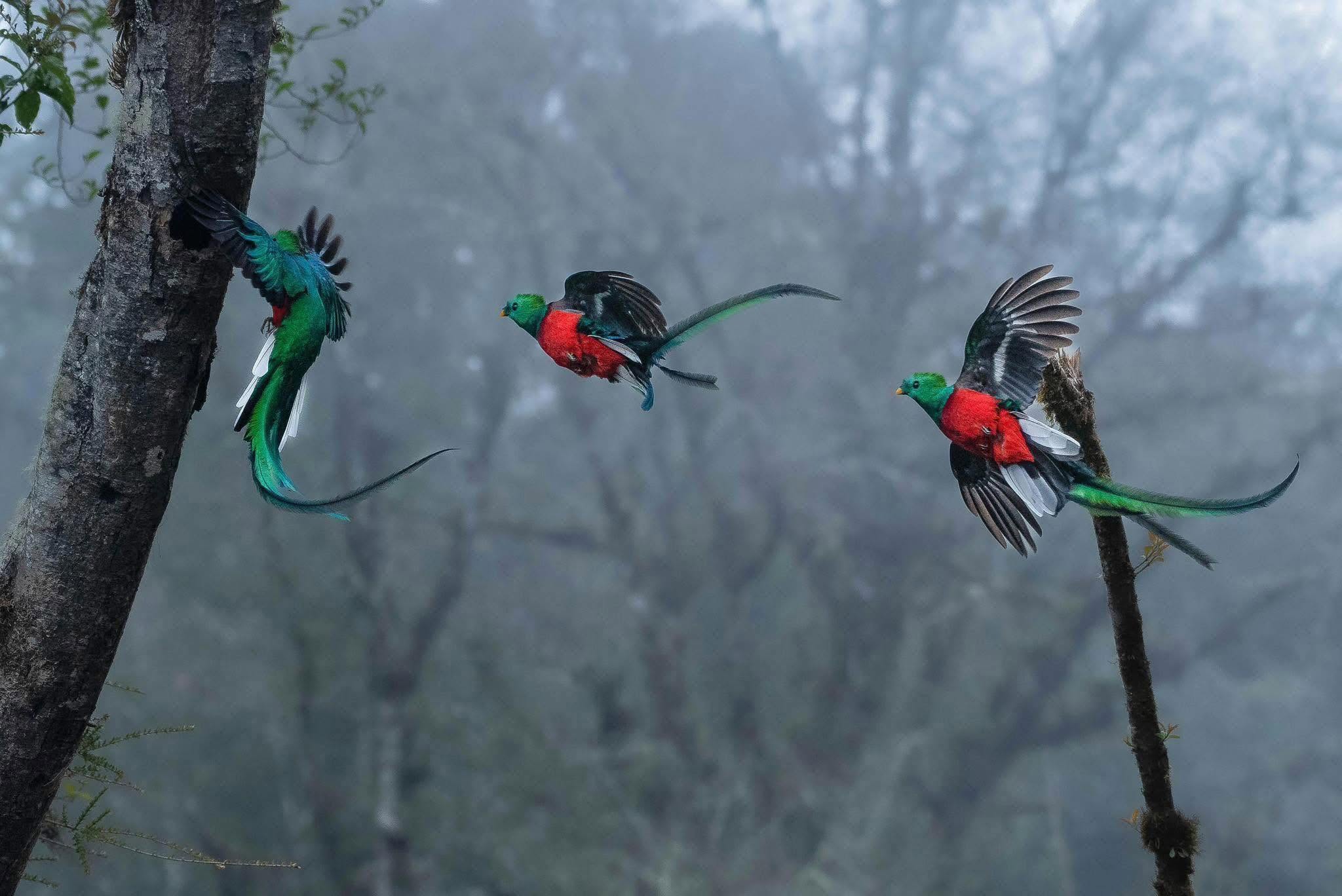 Tropical birds seen along a Costa Rica rafting adventure