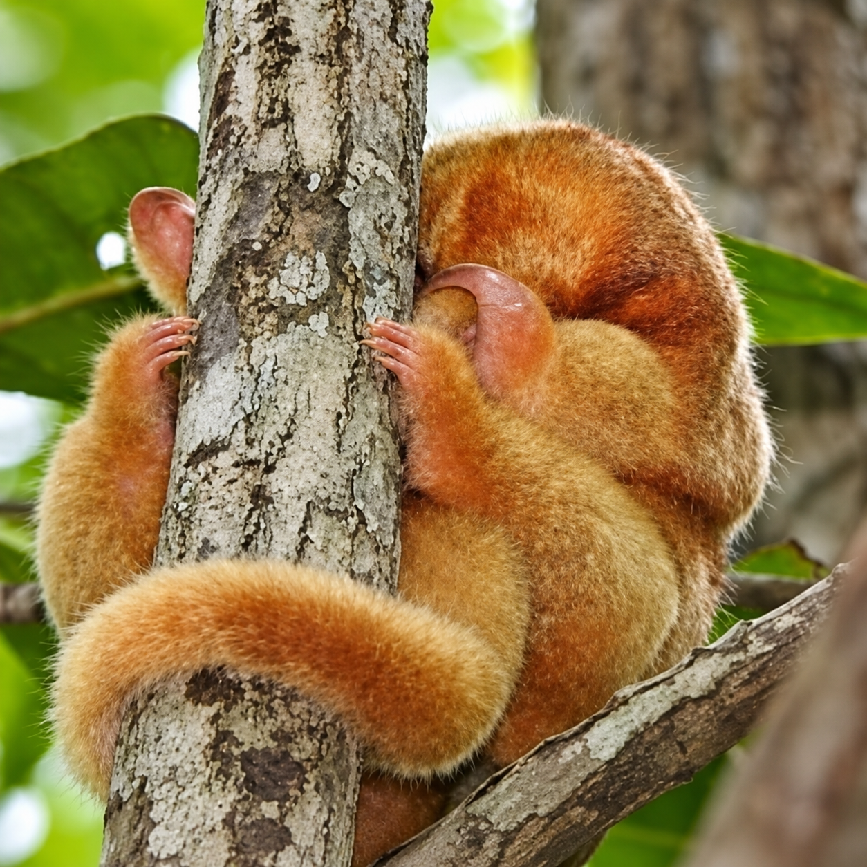 Small orange sloth in Manuel Antonio