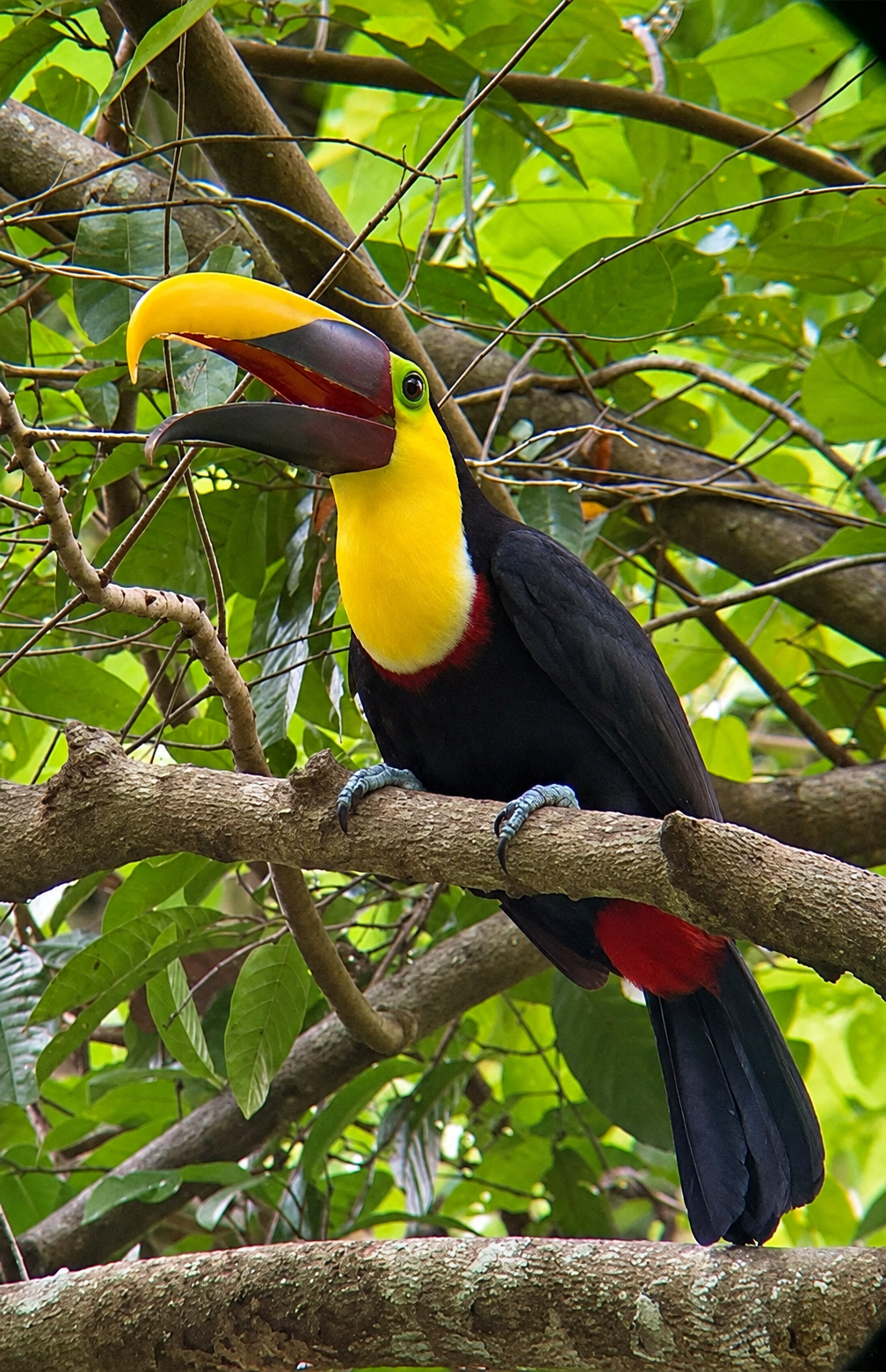 Toucan in the rainforest near Manuel Antonio