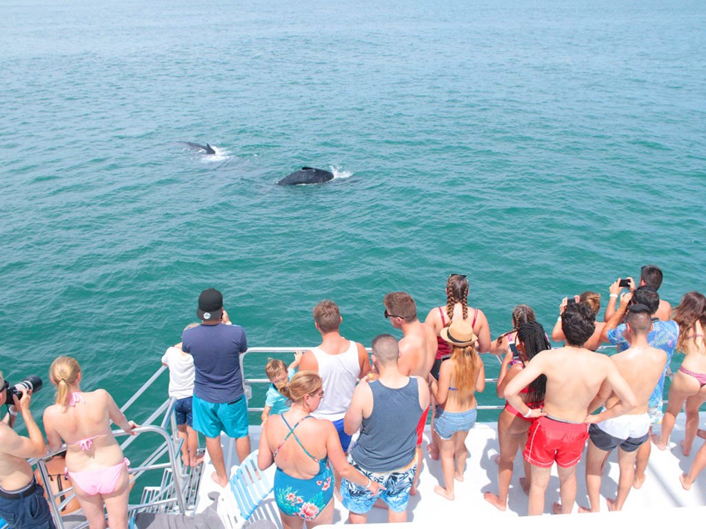 Whale watching tour in Costa Rica