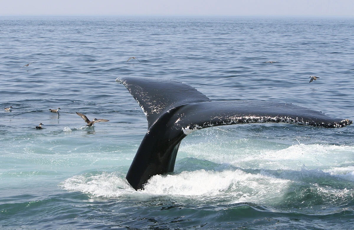Whale tail rising from the Pacific Ocean in Costa Rica