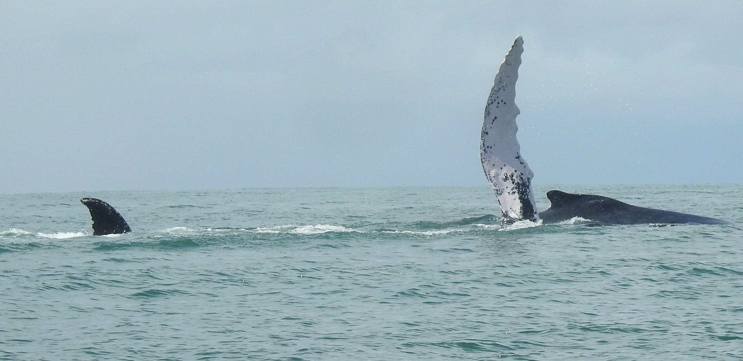 Whale surfacing in the Pacific Ocean near Costa Rica