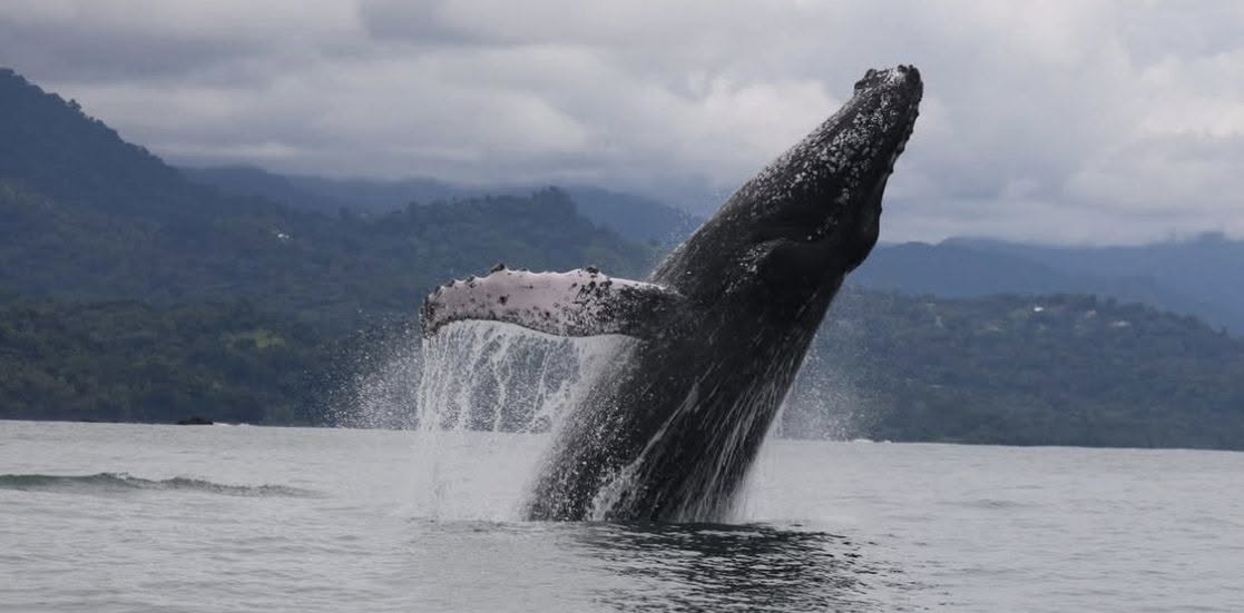 Whale seen during a Costa Rica whale watching tour