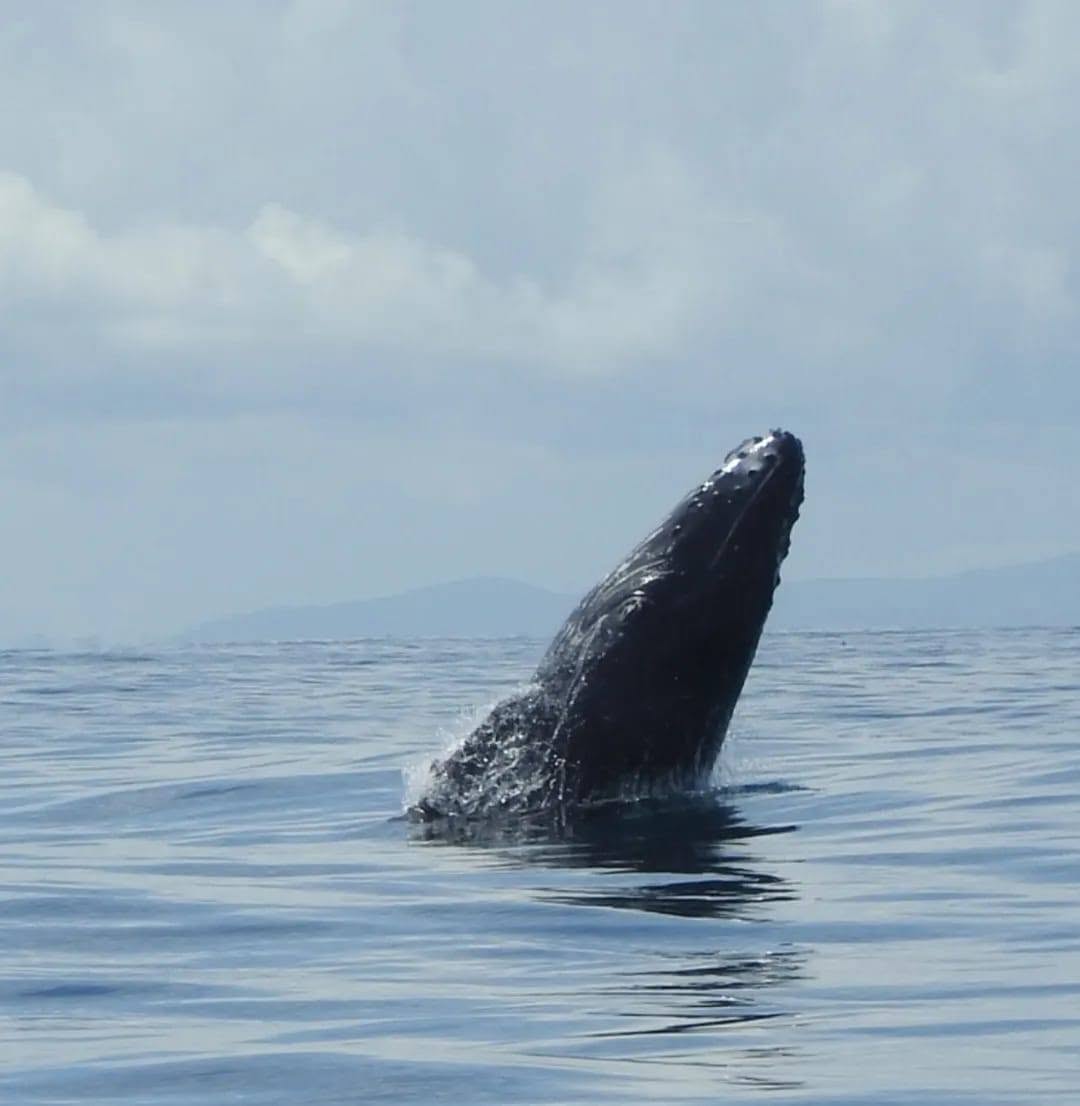 Humpback whale seen off the coast of Costa Rica