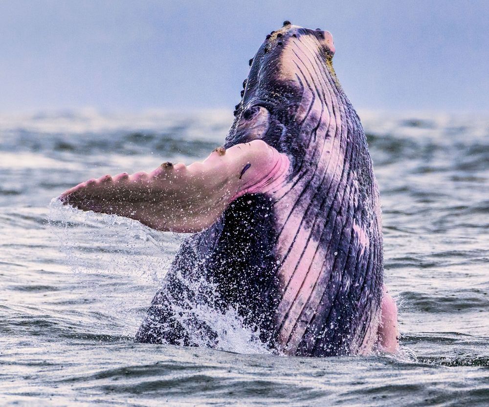 Whale spotted during a Pacific Coast boat tour in Costa Rica