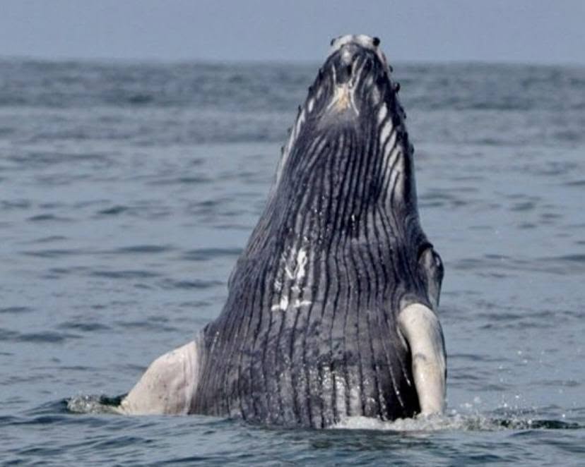 whalebest1
