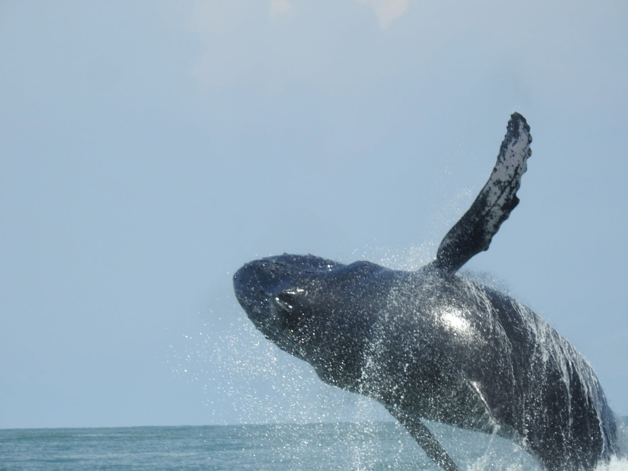 Whale seen off the Pacific coast of Costa Rica